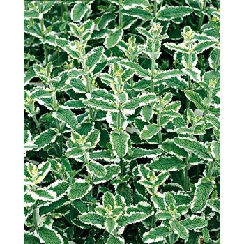 MENTHE ANANAS (m. suaveolens)