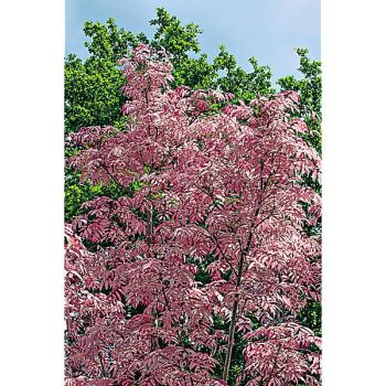 TOONA sinensis FLAMINGO
