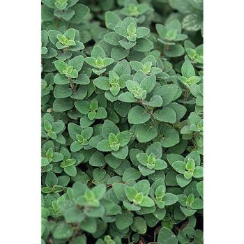 MARJOLAINE vivace HOT SPICY (origanum)