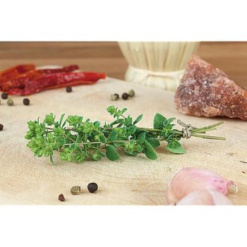 MARJOLAINE vivace HOT SPICY (origanum) 2