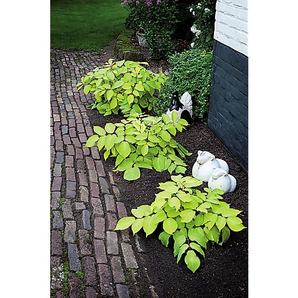ARALIA cordata SUN KING