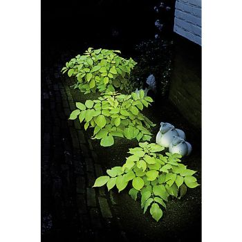ARALIA cordata SUN KING 2