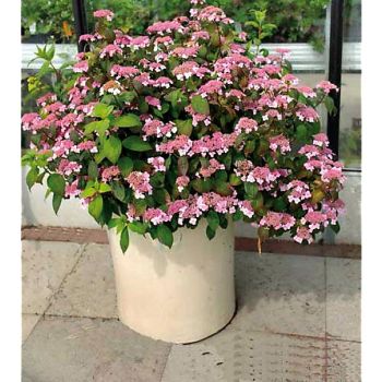 HORTENSIA SUCRÉ (hydrangea serrata) OAMACHA 2