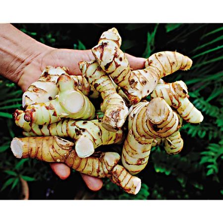 ALPINIA GALANGA ou GINGEMBRE THAÏLANDAIS