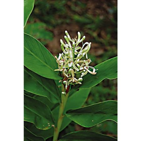 ALPINIA GALANGA ou GINGEMBRE THAÏLANDAIS