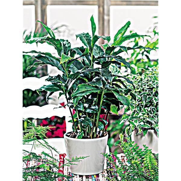 CARDAMOME de MALABAR (elettaria cardamomum)
