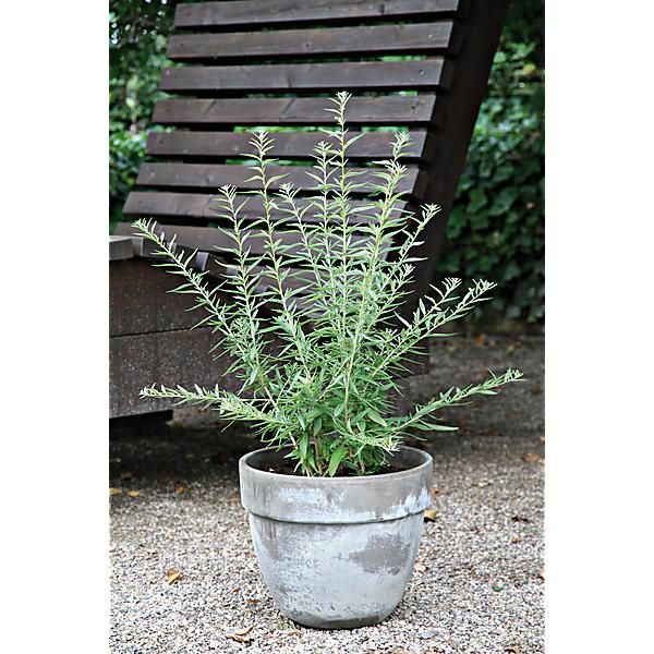 VERVEINE MENTHE ARGENTINE (lippia polystacha)