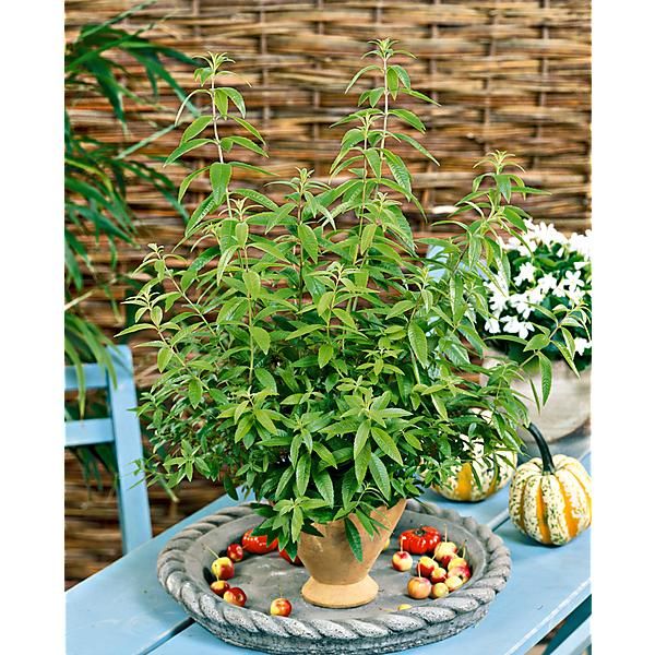 VERVEINE citronnelle (lippia citriodora)