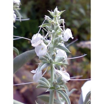 SAUGE BLANCHE (salvia apiana) 2