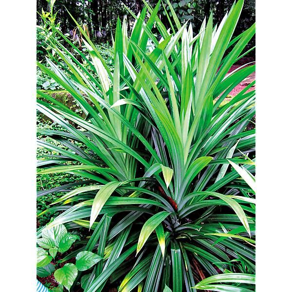 PANDANUS LATIFOLIUM