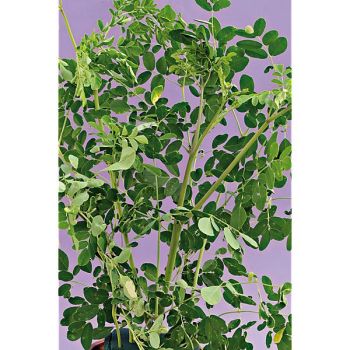 MORINGA OLEIFERA ou ARBRE MIRACULEUX