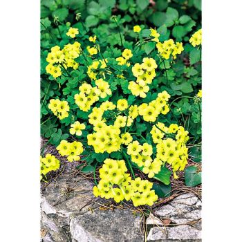 OXALIS PIED de CHÈVRE