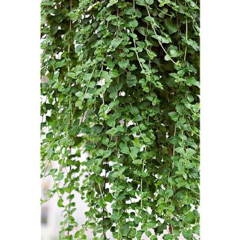 MENTHE INDIENNE (satureja douglasii) 2