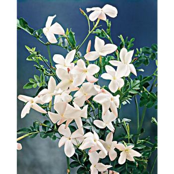 JASMIN d'ESPAGNE (jasmin grandiflorum) ou de GRASSE