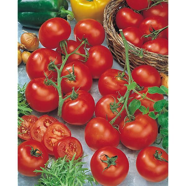 TOMATE greffée F1 SPARTA