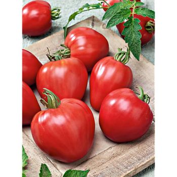 TOMATE greffée CŒURDETORO® (F1 AS de CŒUR) 2