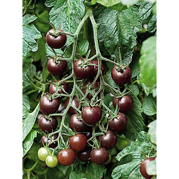 TOMATE CERISE greffée BLACK CHERRY