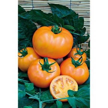 TOMATE greffée F1 TAIYO 2