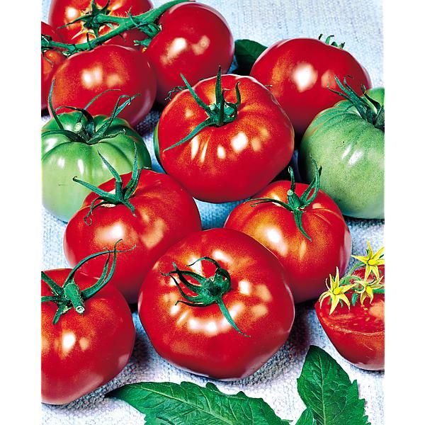 TOMATE greffée SAINT PIERRE