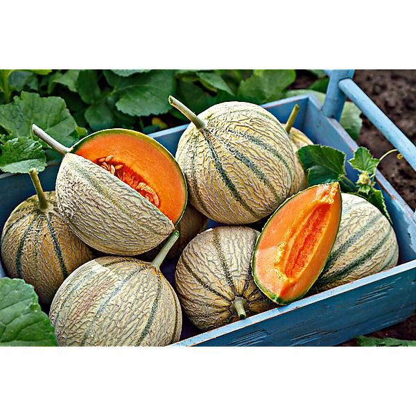 MELON greffé F1 FUNAMBUL