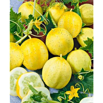 CONCOMBRE CITRON (cucumis sativus)