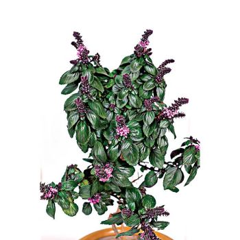 BASILIC arbustif MAGIC BLUE® ou BASILIC PERPÉTUEL