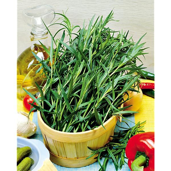 ESTRAGON français VIENCO® (artemisia dracunculus)