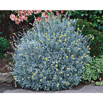 HERBE à CURRY (helichrysum italicum)