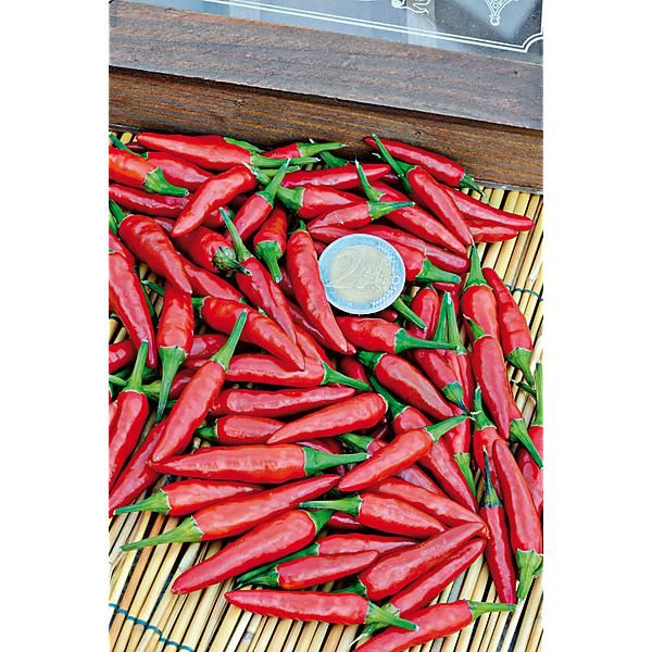 PIMENT PILI-PILI (c. frutescens)
