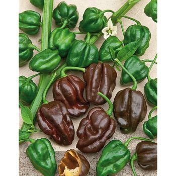PIMENT CALITA® CHOCOLAT (capsicum chinense)