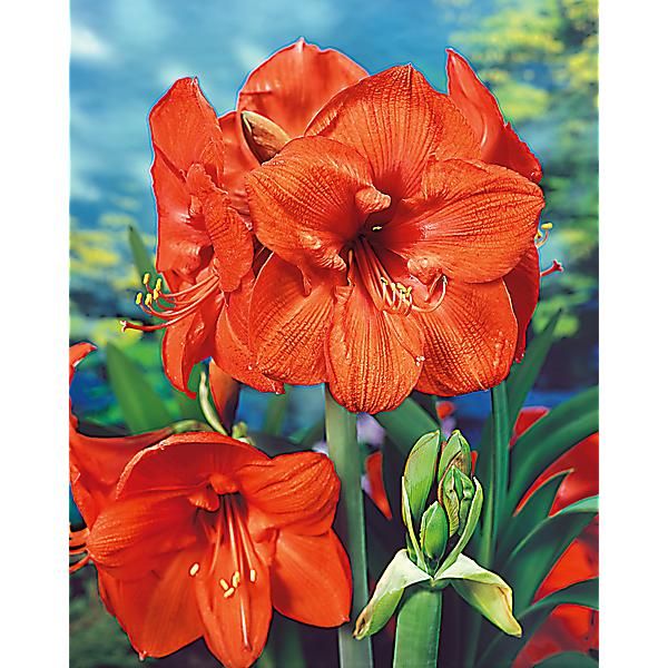 AMARYLLIS ORANGE SOUVEREIGN