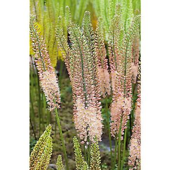 ÉRÉMURUS isab. ROMANCE