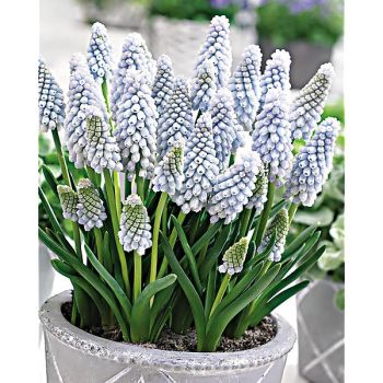 MUSCARI BABY'S BREATH 2