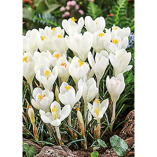 CROCUS ICE QUEEN