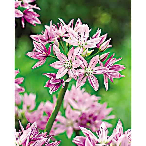 AIL unifolium EROS