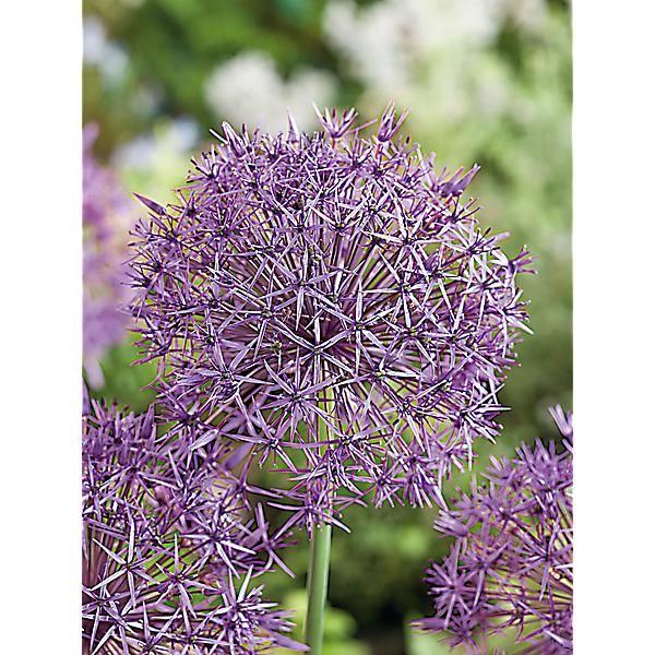 AIL stip. VIOLET BEAUTY