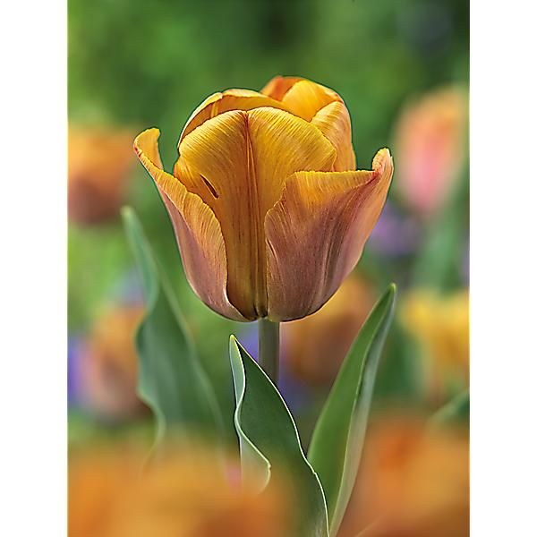 TULIPE triomphe CAIRO