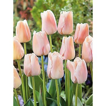 TULIPE Darwin hybride APRICOT PRIDE 2