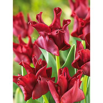 TULIPE couronne RED DRESS