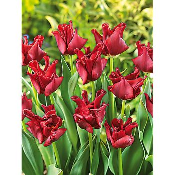 TULIPE couronne RED DRESS 2