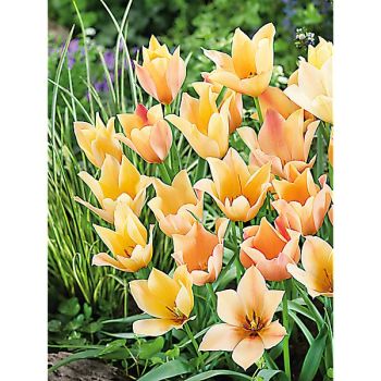 TULIPE batalinii BRONZE CHARM