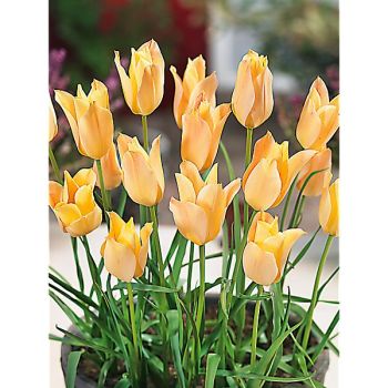 TULIPE batalinii BRONZE CHARM 2