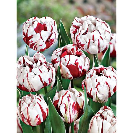 TULIPE pivoine CARNAVAL de NICE