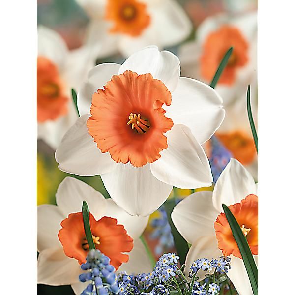 NARCISSE CHROMACOLOR