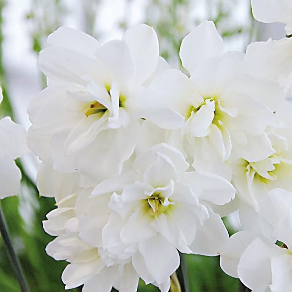 NARCISSE ALBUS PLENUS ODORATUS