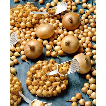 OIGNON SENSHYU YELLOW