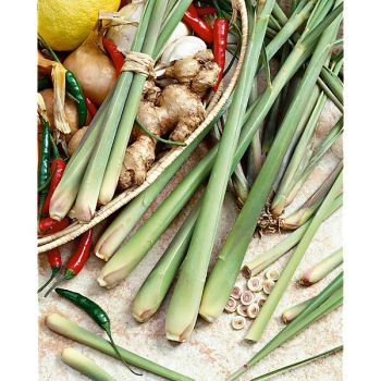CITRONNELLE de MADAGASCAR ou LEMON GRASS (cymbopogon...