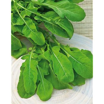 ROQUETTE sauvage MALIKA