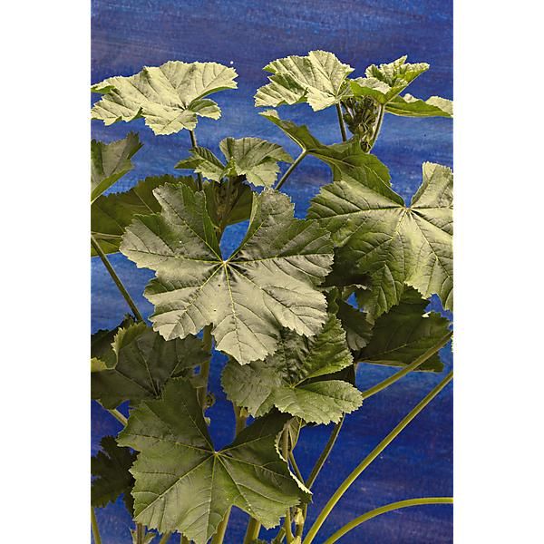 ROQUETTE d’ORIENT (bunias orientalis)