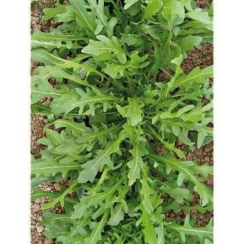 ROQUETTE sauvage F1 PRUDENZIA 2